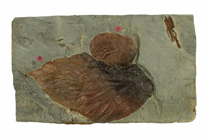 Plate with Two Fossil Leaves (Two Species) - Montana #269370